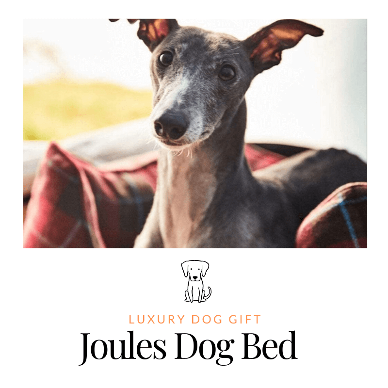 Joules Dog Bed Review