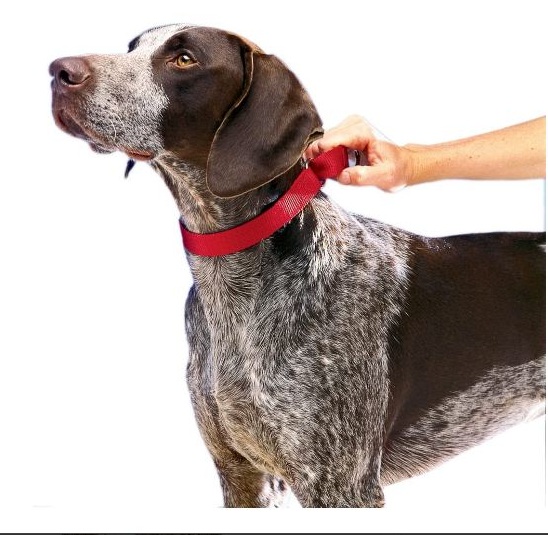 PetSafe Martingale Dog Collar Review