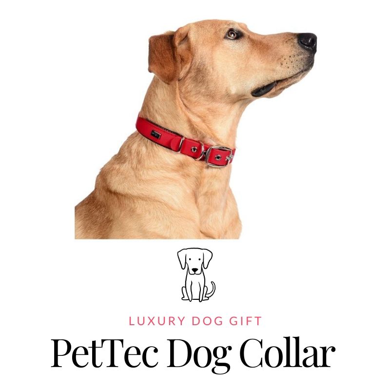 PetTec Dog Collar Review