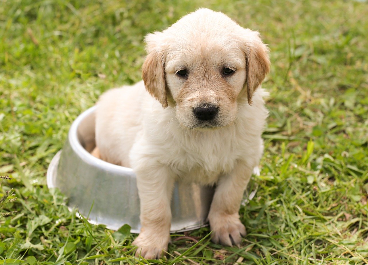 how to toilet train a puppy in 7 days